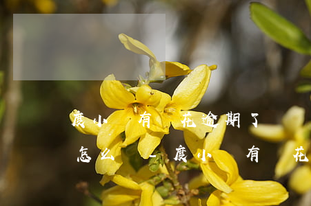 度小滿有錢花逾期了暫時(shí)還不上怎么辦-度小滿有錢花逾期會(huì)怎么樣