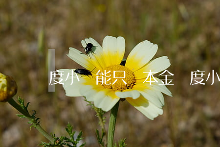 度小滿能只還本金嗎(度小滿可以只還本金嗎)