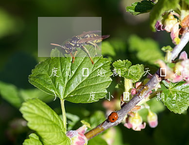 度小滿逾期1天說打電話給村委會(huì)-度小滿逾期打電話到村委會(huì)