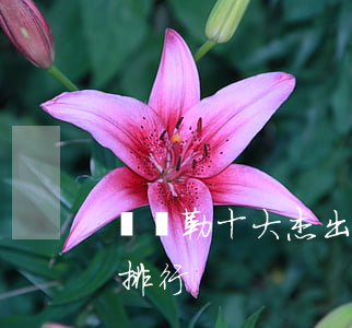 庫爾勒十大杰出律師(庫爾勒天雪律師事務所排行)