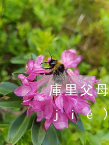 庫里父母離婚的原因(庫里為什么那么早結(jié)婚)