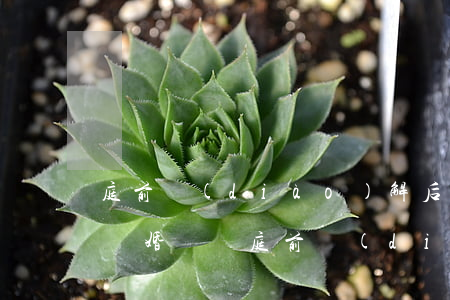 庭前調(diào)解后多久可以起訴離婚(離婚訴訟庭前調(diào)解)
