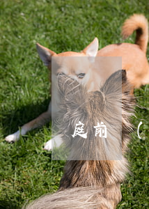庭前調(diào)解律師費怎樣收