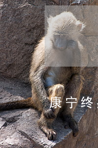 康宁终身保险