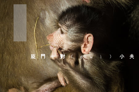 廈門一對(duì)小夫妻離婚