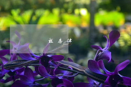 廈門租房律師