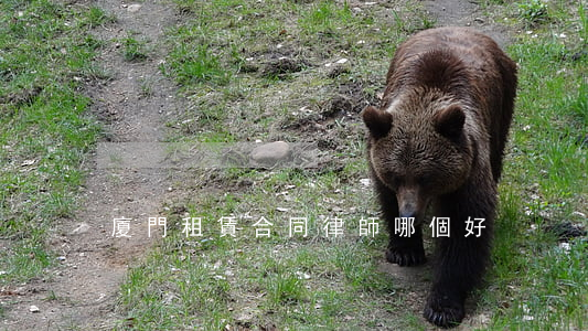 廈門租賃合同律師哪個好