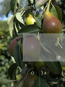 廈門請律師費(fèi)用收取標(biāo)準(zhǔn)(請律師一般多少錢律師收費(fèi)標(biāo)準(zhǔn))