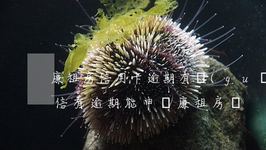 廉租房信用卡逾期有關(guān)系嗎(征信有逾期能申請廉租房嗎)