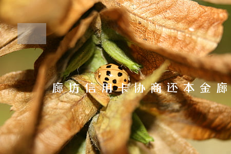 廊坊信用卡协商还本金（廊坊信用卡协商）