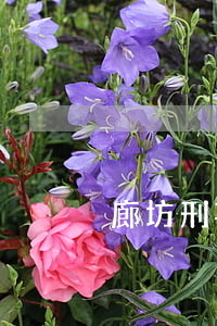廊坊刑事律師排名(廊坊口碑比較好的律師)