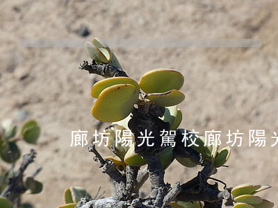 廊坊陽光駕校(廊坊陽光駕校電話)