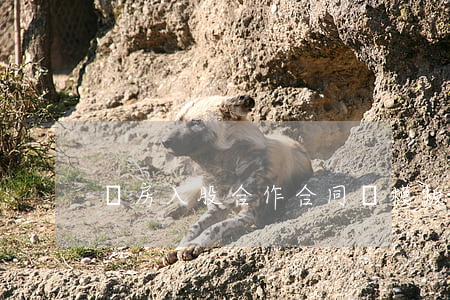 廠房入股合作合同書模板是怎樣的