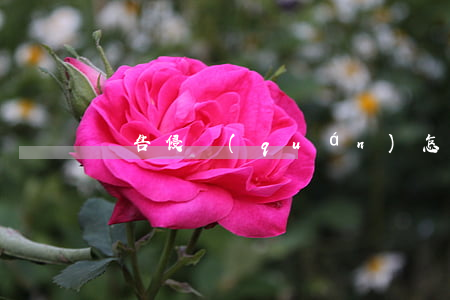廣告侵權(quán)怎么處理