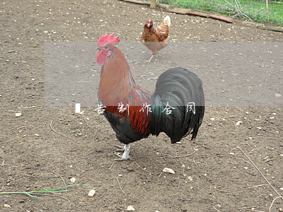 廣告制作合同