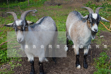 廣告合同范本(廣告合同范本大全)