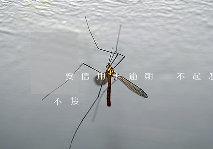 廣安信用卡逾期還不起怎么辦(欠信用卡逾期不接電話)