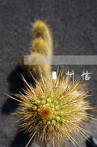 廣州信用卡逾期案件(廣州銀行起訴信用卡)