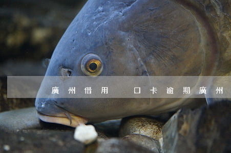 廣州借用戶口卡逾期(廣州戶口卡借出)