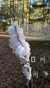 廣州免費(fèi)法律援助中心在哪里(廣州市政府法律援助熱線)