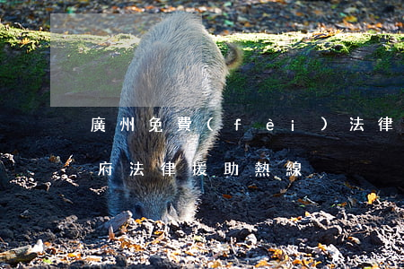 廣州免費(fèi)法律援助中心(廣州市政府法律援助熱線)