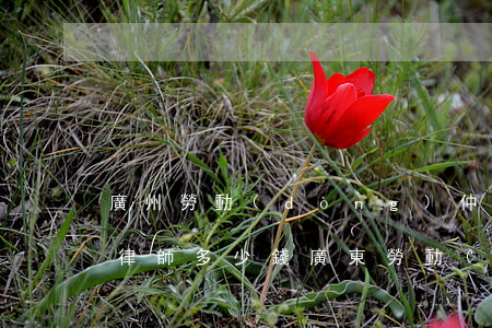 廣州勞動(dòng)仲裁請(qǐng)律師多少錢(廣東勞動(dòng)仲裁律師費(fèi)收費(fèi)標(biāo)準(zhǔn))