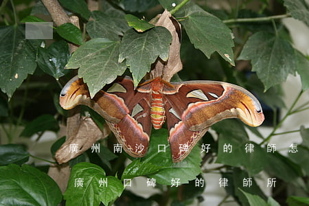 廣州南沙口碑好的律師怎么收費(fèi)(廣州口碑好的律師所)