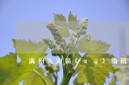 廣州天河區(qū)債務清算律師面談預約