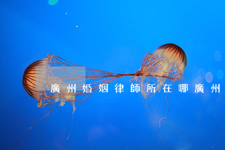 廣州婚姻律師所在哪(廣州婚姻資深律師)