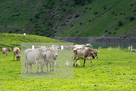 廣州市農(nóng)村土地流轉(zhuǎn)合同