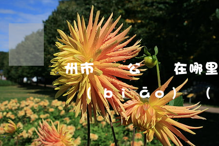 廣州市遺囑公證處在哪里(廣州公證處遺囑收費標(biāo)準(zhǔn))