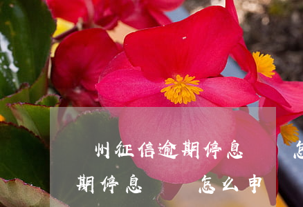 廣州征信逾期停息掛賬怎么申請(廣州征信逾期停息掛賬怎么申請)