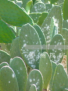廣州找房子(廣州找房子租房)