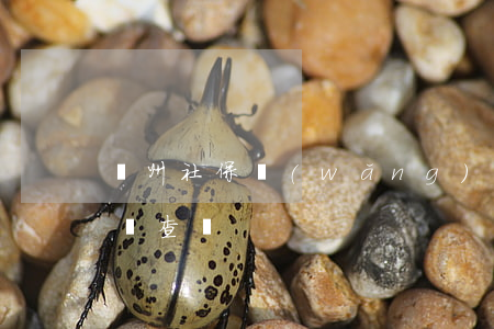 廣州社保網(wǎng)上查詢(廣州社保在線查詢)