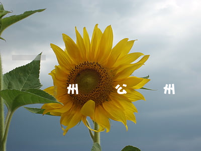廣州遺囑公證(廣州遺囑公證費(fèi)用)