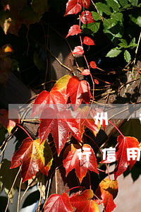 廣州銀行信用卡停息掛賬什么意思-廣州銀行信用卡停息掛賬什么意思啊