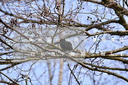 廣州銀行信用卡逾期凍結(jié)(廣州銀行信用卡逾期三個(gè)月)