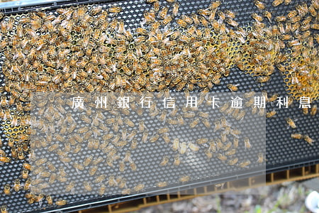 廣州銀行信用卡逾期利息是多少