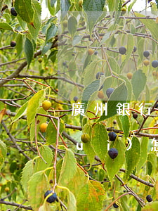 廣州銀行信用卡逾期半個(gè)月會(huì)怎樣-廣州銀行信用卡逾期半個(gè)月會(huì)怎樣處理
