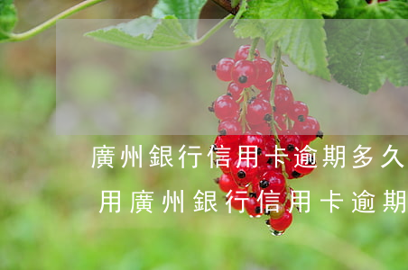 廣州銀行信用卡逾期多久了會(huì)停用(廣州銀行信用卡逾期多久了會(huì)停用花唄)