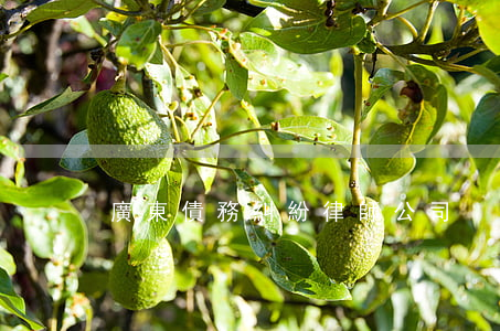 廣東債務糾紛律師公司