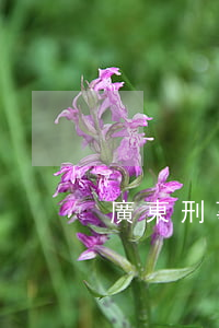 廣東刑事律師賺錢嗎