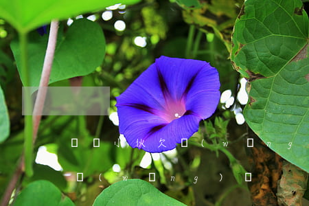 廣東小伙欠網(wǎng)貸(男子欠下巨額網(wǎng)貸)