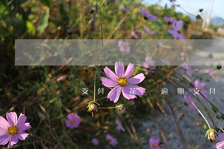 廣東支付寶花唄逾期(支付寶花唄逾期后果)