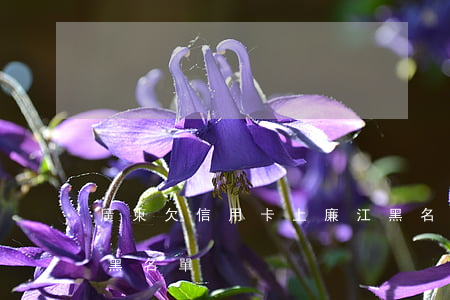 廣東欠信用卡上廉江黑名單的人-廣東征信黑名單