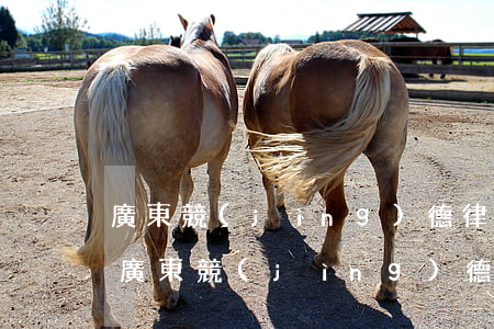 廣東競(jìng)德律師事務(wù)所(廣東競(jìng)德律師事務(wù)所地址)