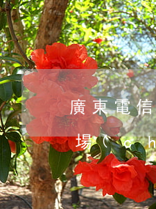 廣東電信深圳分公司(廣東電信深圳分公司市場(chǎng)部扶明)