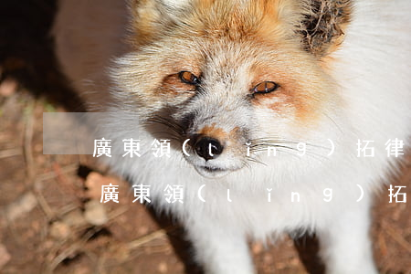 廣東領(lǐng)拓律師事務(wù)所(廣東領(lǐng)拓律師事務(wù)所臺(tái)山市地址在哪里?)