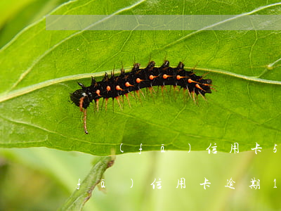 廣發(fā)信用卡5萬逾期三個月（廣發(fā)信用卡逾期10個月）
