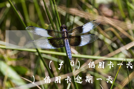 廣發(fā)信用卡一天就逾期(廣發(fā)信用卡 逾期一天)